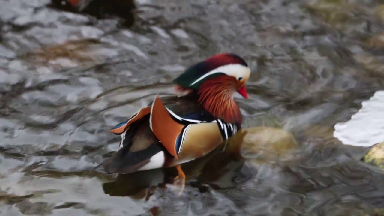 Mandarin Duck and other birds birds chirping
