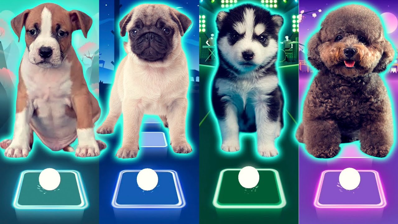 CUTE DOGS  Tiles Hop EDM RUSH