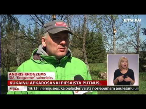 Kukaiņu apkarošanai piesaista putnus