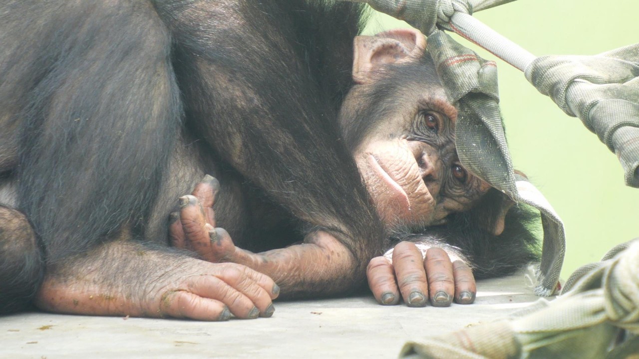 Mokoichi's buttocks. Okinawa Zoo, Chimpanzee, 202604 - YouTube