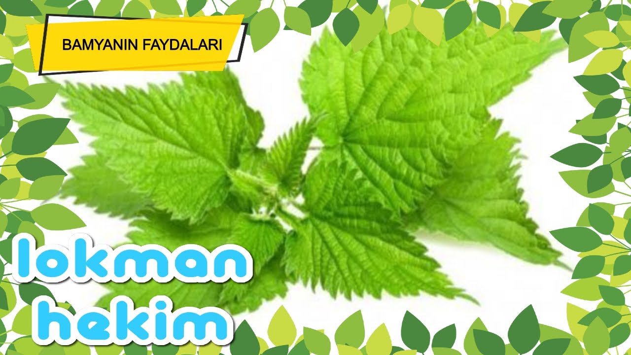 ISIRGAN OTUNUN FAYDALARI - YouTube