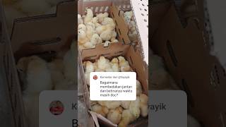How To Differentiate Male And Female Layer Chickens shorts chickenfarming