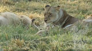 Letaba's cubs: Au-Ra and Jurassi