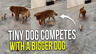 Tiny Dog Falls Trying to Play With a Bigger One Then Gets Smacked With the Toy