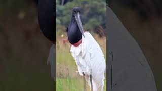 This Giant Bird Hunts Baby Caimans For Breakfast