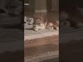 Music Song Cover Catvideo Cat Catlover Music Song Cover Catvideo Cat Catlover