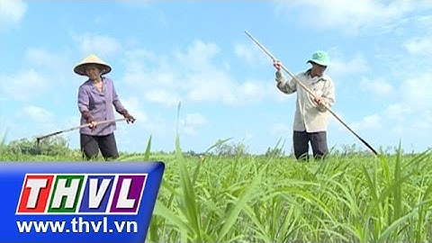 THVL l Nông nghiệp bền vững – Kỳ 1 tháng 3/2015: Liên kết sản xuất gắn với tiêu thụ lúa gạo