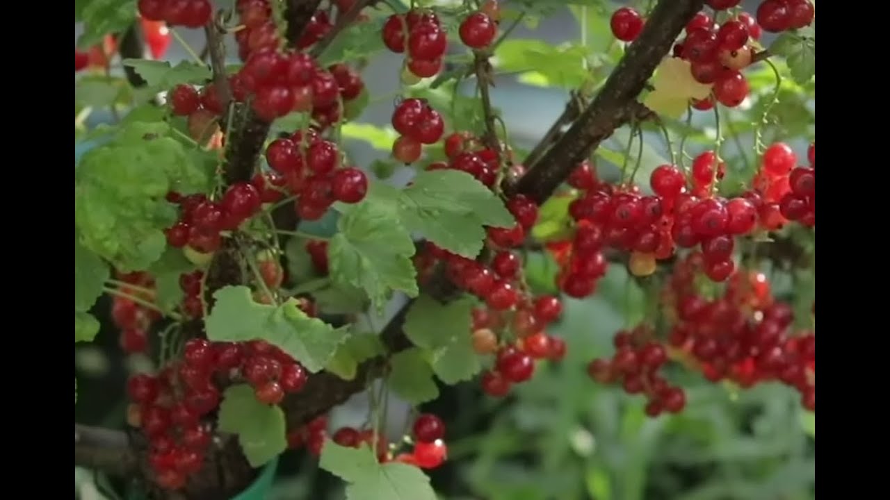 Řez rybízů a angreštu -  ukázka vlivu řezu na úrodu