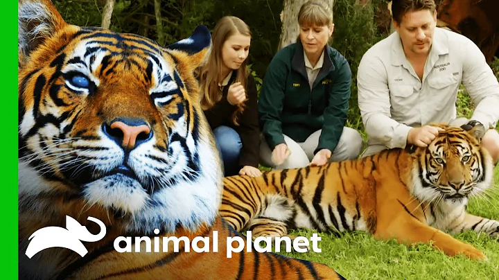 Australia Zoo's Tiger Conservation Programme | Cri...
