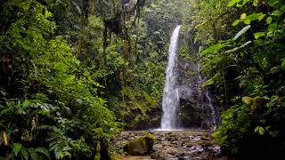 A beautiful Waterfall in the heart of Mashpi. Waterfall 4k Ultra HD Video/ Sleep/ Relax/ Anxiety.