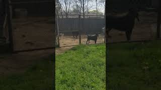 Flash Od Stanimirovica And Adda Od Vadanora