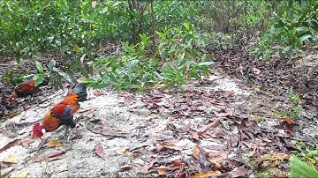 Bẫy Gà Rừng - Đụng Con Bổi Gỡ Giò Cực Đỉnh | Hoàng Tây