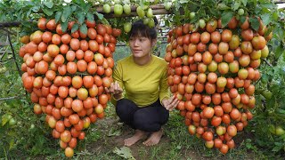 Harvest tomatoes with lots of ripe red fruits go to the village sell - Farming, Green forest farm