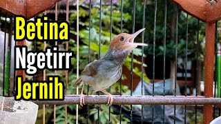 PRENJAK BETINA | PRENJAK BETINA Gacor Suara Jernih, Memanggil PRENJAK JANTAN |