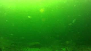 vivian island ss capilano