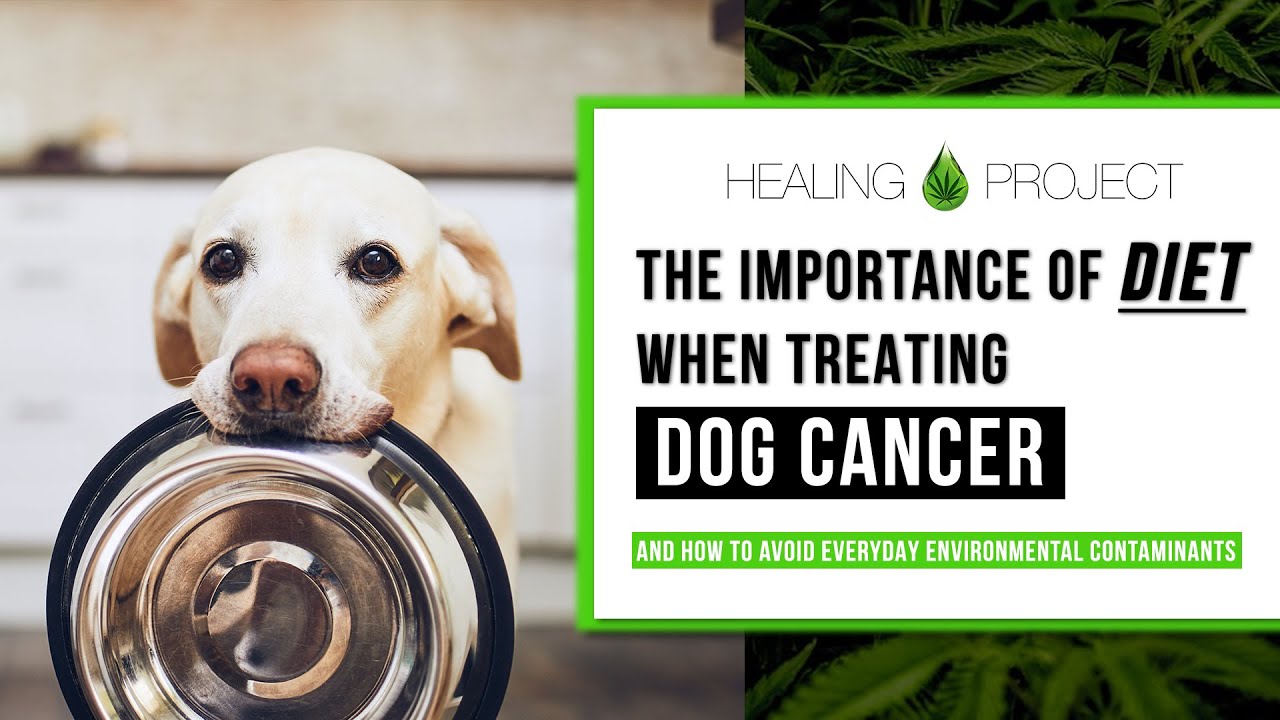 Tino from My Dog Beat Cancer talks Dog Cancer Diet, Pesticides at the Park, & Water Contaminants