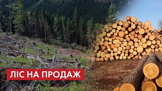 Роки йдуть, Карпати лисіють: Хто кришує "чорних лісорубів"?