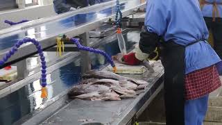 Deep-Sea and Pelagic Fishing & Processing
