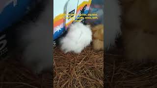 6 week old silkie chicken names! We enjoy our sesame street characters. lol
