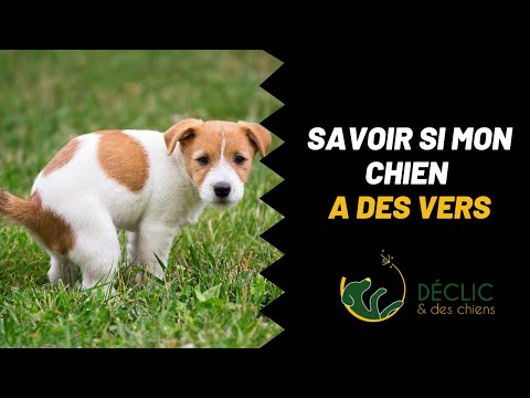 Vidéo: Comment arrêter le cordon ombilical d'un saignement de chien