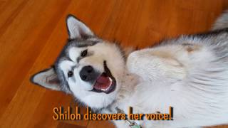 Talking dog! Malamute discovers her voice and starts talking!