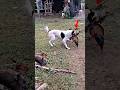 Unbelievable Spirit! 🐓 Brave Rooster vs Dogs #nature #AnimalBehavior #DogBehavior #Shorts #Viral #Yt