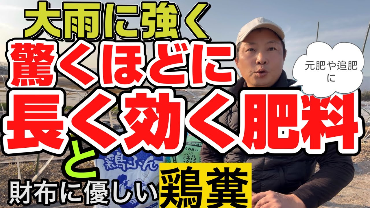 全作物で使える！長く効く肥料！と鶏糞を追肥！カリウムを切らさない！