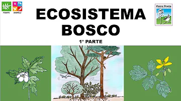 Che tipo di ecosistema e il bosco?