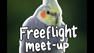 Scotland Free Flight Meet Up: Vol.2 || Free Flying Parrots by Soaring Wings Flock 1,583 views 3 years ago 5 minutes, 42 seconds