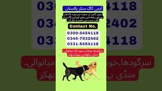 Army Dog Center Sargodha khushab Mianwali Jhang Shorkot Layyah Bhakkar Khoji kutte