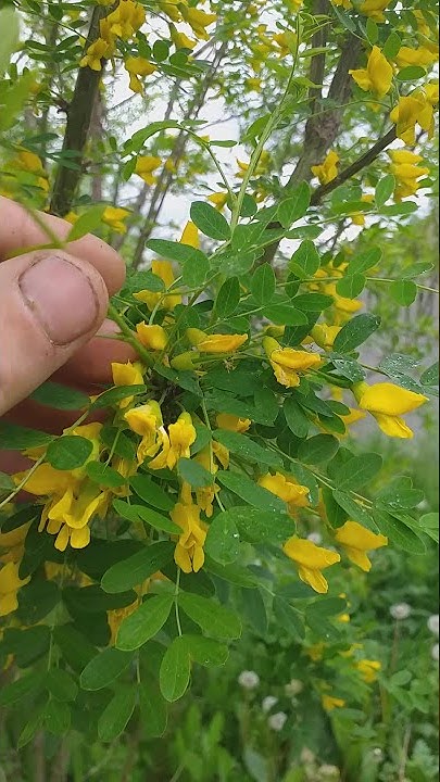 Акація жовта цвітіння, медонос пилконос #матковод_амг #акація #медоноси ...