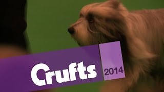Bearded Collie | Best of Breed | Crufts 2014