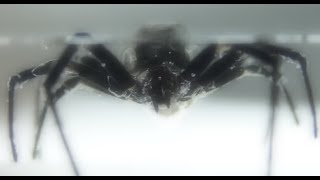 Encasing a Massive Black Widow Spider in Epoxy Resin