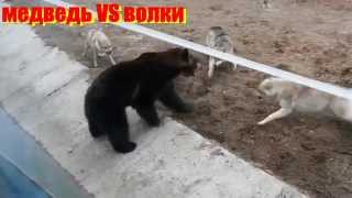 В мире дикой природы.Захватывающие битвы животных!In the world of wildlife.Exciting battles animals! В мире дикой природы.Захватывающие битвы животных!In the world of wildlife.Exciting battles animals!