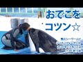 おでこをコツン【2020年11月13日13:00終了後　鴨川シーワールド　シャチパフォーマンス】Orca performance, Kamogawa Sea World, Japan