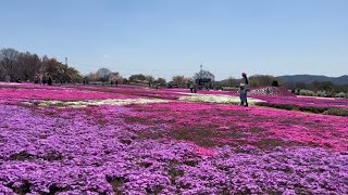 Hoa chi anh và hai mẹ con tôi \/ moss phlox flower with my daughter and me