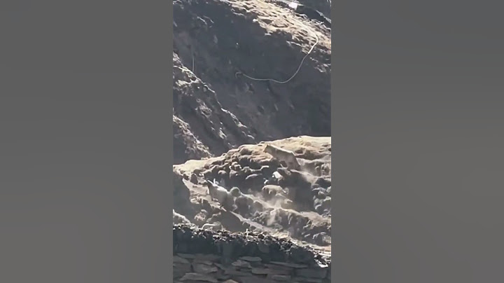 💥厉害！牧场偶遇高原狼进村捕羊！#animal 【跟着图尔去旅行】