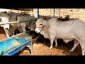 Best tharparkar cow breeding center jodhpur 