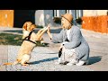 🐶 Funny Most Intelligent Dogs Compilation 🐕 Dogs Being Really Smart 🦴 Super Smart Dog Videos