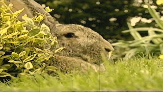 Teletubbies: Rabbits (VHS Capture) (Filters)
