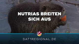 Nutrias breiten sich im Kreis Plön aus