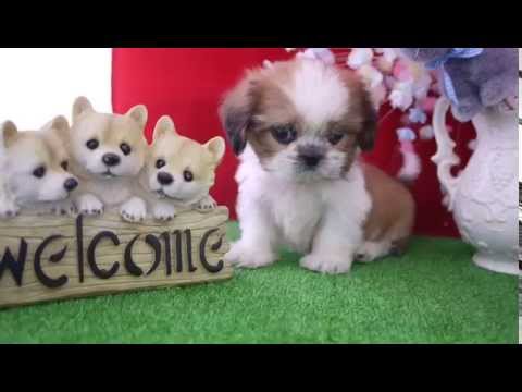 シーズーの子犬動画 Youtube