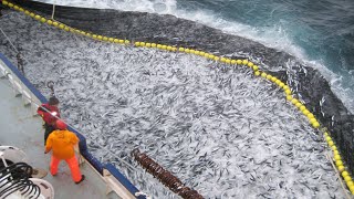 Amazing Big Catch Thousands Tons Fish With Modern Big Boat  Giant Net Fishing on the sea