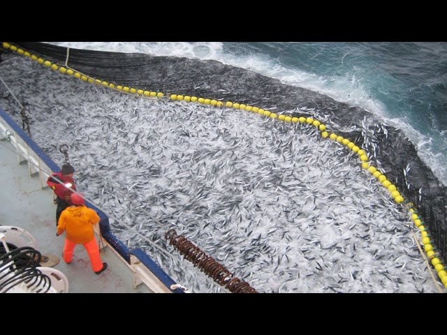 Amazing Big Catch Thousands Tons Fish With Modern Big Boat - Giant Net  Fishing on the sea 