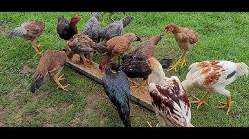 QAIB LOJ ZOG LAWM August 31, 2021