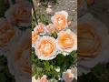 Tamora  David Austin  English Roseタモラ　イングリッシュローズ