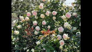 Обрезка роз весной, часть 3 .Питомник Роз Полины Козловой Rozarium Biz - 5 