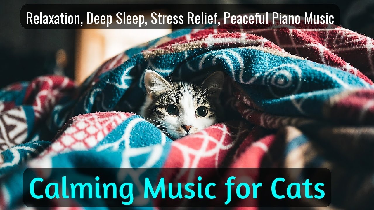 LIVE 🌙 Lazy Cat Lofi Music to Fall Asleep 😴 | Season 58