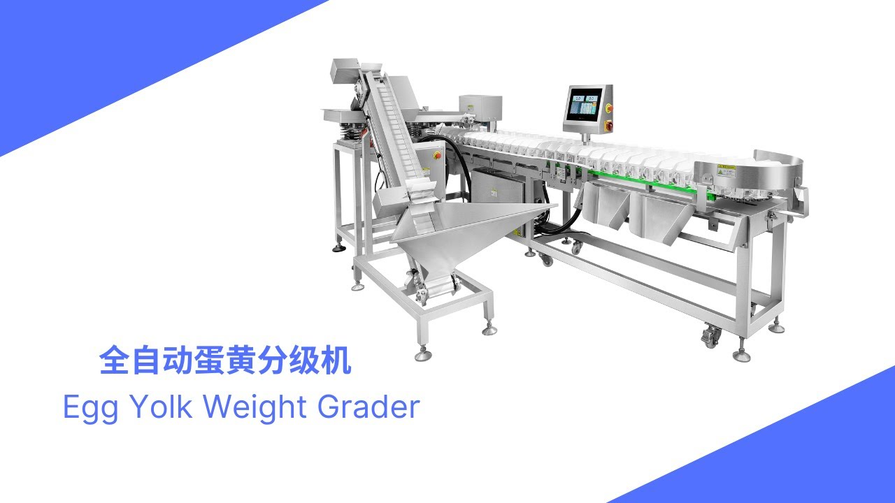 Egg Yolk Weight Grader Sorting Egg Yolk In The Factory YouTube Egg Yolk Weight Grader Sorting Egg Yolk In The Factory YouTube