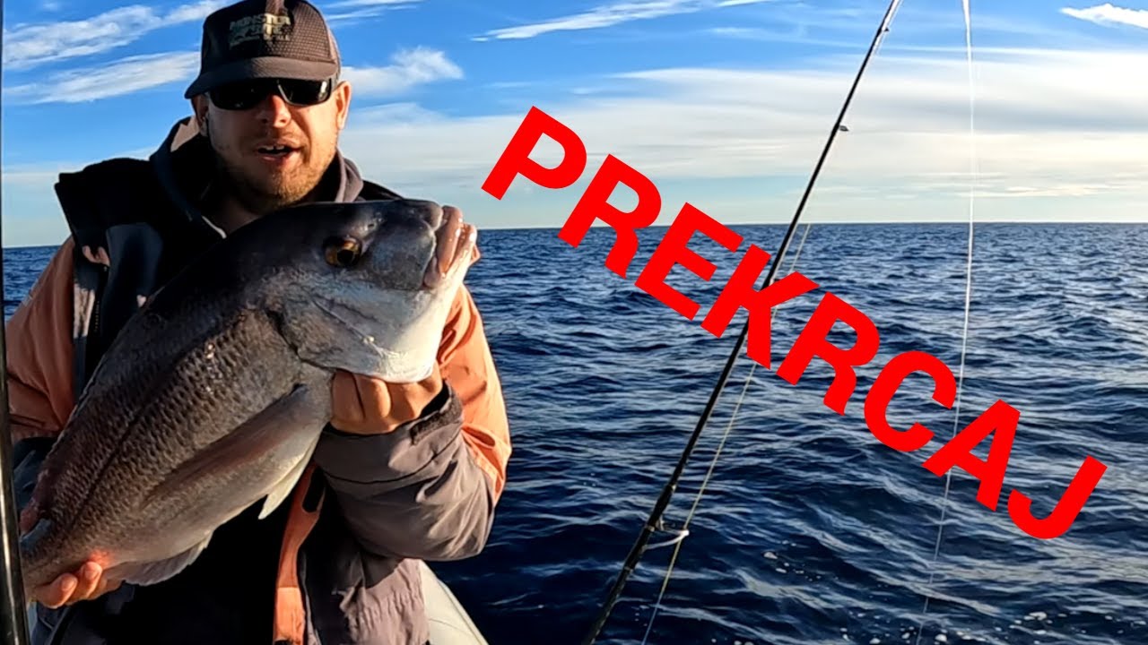 Jignjolov živom ješkom